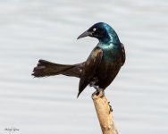 Grackle-919.jpg