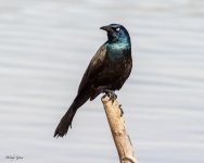 Grackle-920.jpg