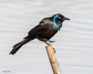 Grackle-921.jpg
