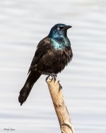 Grackle-922.jpg