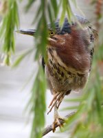 GreenHeron.jpg