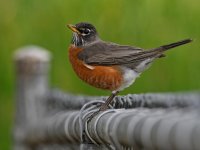 Robin4.jpg