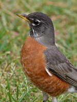 Robin5.jpg