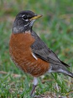Robin7.jpg