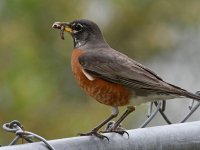 Robin11.jpg