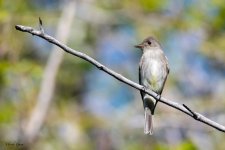 WWPewee-919.jpg