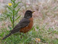 Robin7.jpg