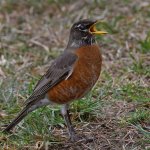 Robin5.jpg