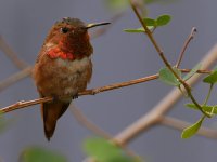 Hummer4.jpg