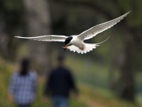 Tern3.jpg