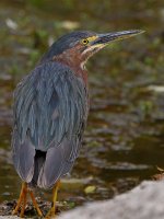 GreenHeron3.jpg