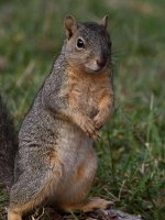 Squirrel2.jpg