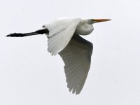 Egret.jpg