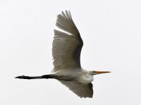 Egret2.jpg