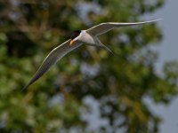 Tern.jpg