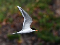 Tern4.jpg