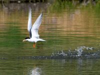 Tern5.jpg