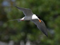 Tern7.jpg