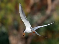 Tern10.jpg