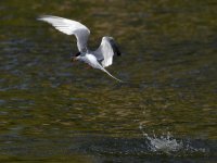 Tern11.jpg