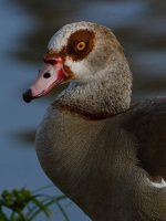 Goose.jpg