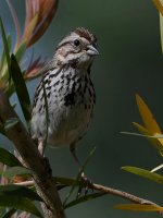Sparrow3.jpg