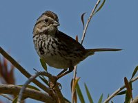 Sparrow5.jpg