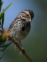 Sparrow7.jpg