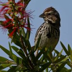 Sparrow11.jpg