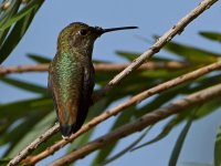 Hummer.jpg
