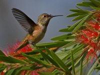 Hummer4.jpg