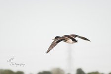 06-02-21-CR_D500949-ON1.jpg