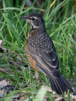 Robin5.jpg