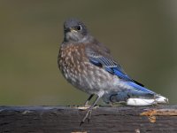 Bluebird2.jpg