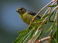 Goldfinch.jpg