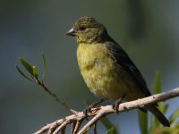 Goldfinch4.jpg