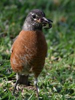 Robin9.jpg