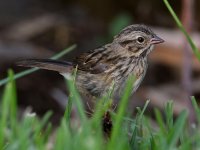 Sparrow2.jpg