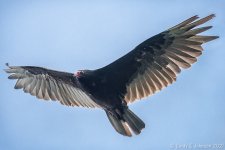 _5DX4469 low res.jpg