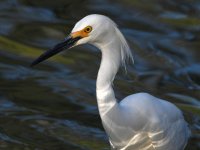 Egret.jpg