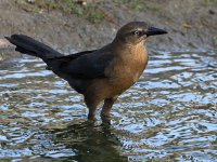 Grackle2.jpg