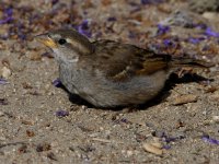 Sparrow5.jpg
