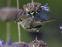 Tit.jpg