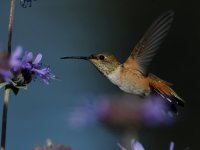Hummer15.jpg
