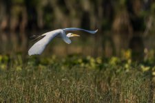Great Egret in Flight-2.jpg
