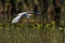 Great Egret in Flight-1.jpg