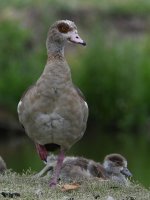 Goose2.jpg