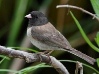 Junco6.jpg
