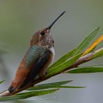 Hummer11.jpg