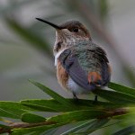 Hummer27.jpg